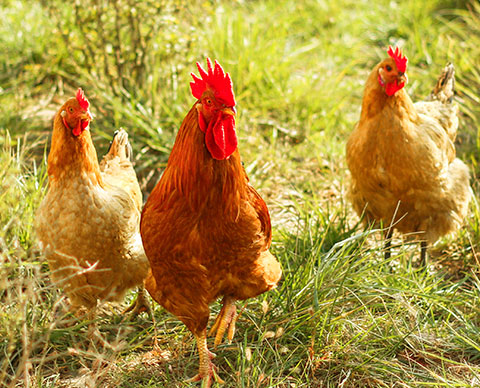 饲料d? /><span id=